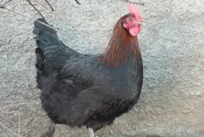 Gallina marans