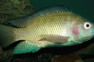 Tilapia del nilo