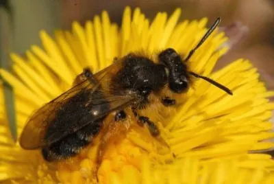 Andrena sabulosa