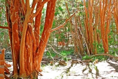פאזל של naturaleza