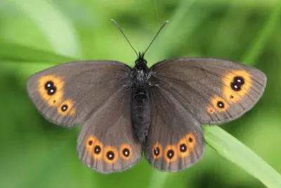 פאזל של Erebia medusa