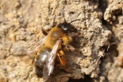 פאזל של Andrena nigroaenea