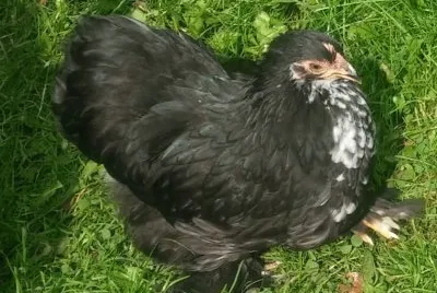Gallina serema
