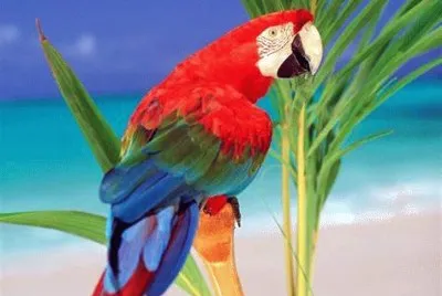 perroquet