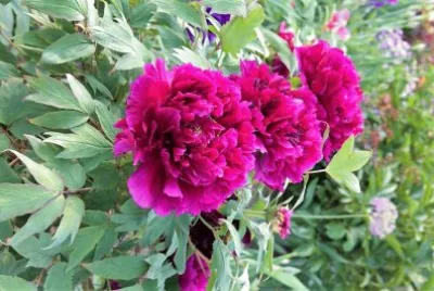 flores