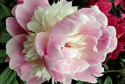 flores