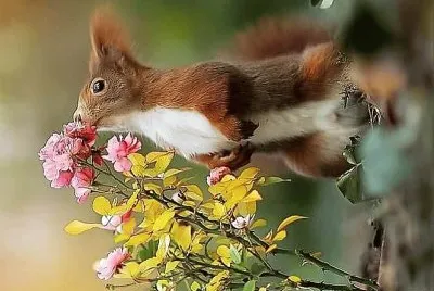 פאזל של natural