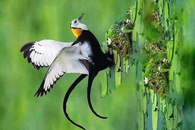פאזל של natural