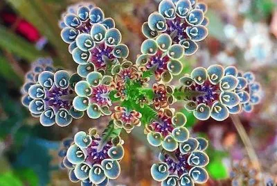 natural jigsaw puzzle