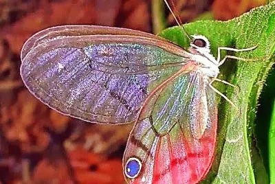 פאזל של natural