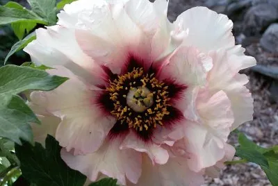 flores