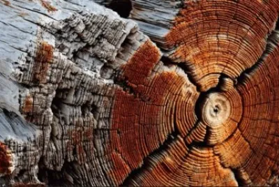 ForÃªt jigsaw puzzle