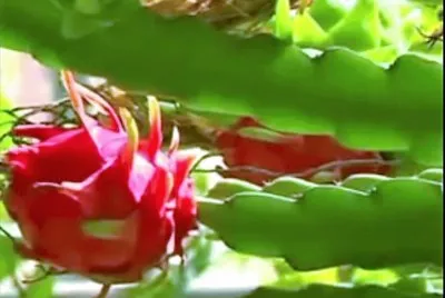frutas