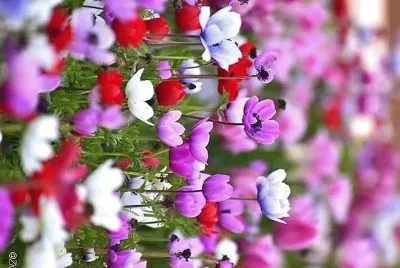 flores jigsaw puzzle