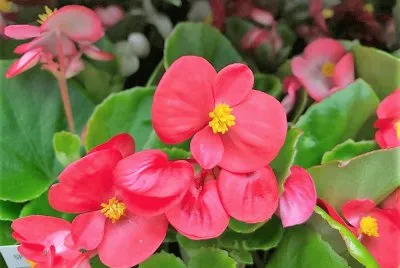 flores