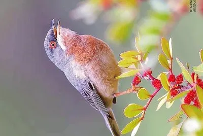 natural