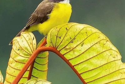 natural