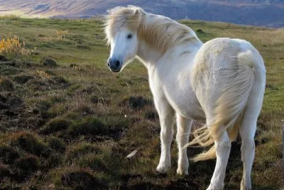 Iceland