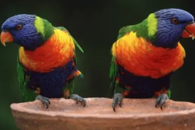 Parrots