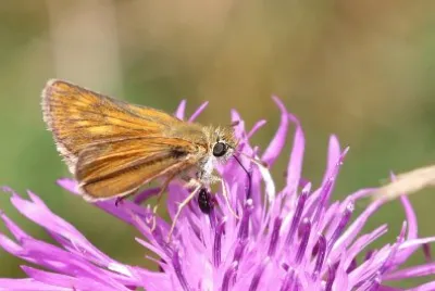 Thymelicus acteon