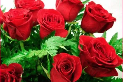 rasas rojas