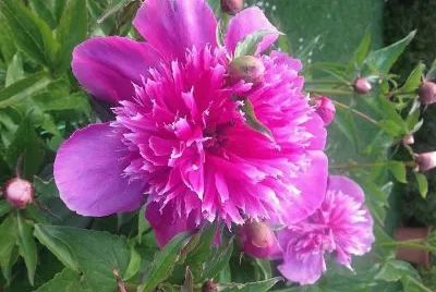flores