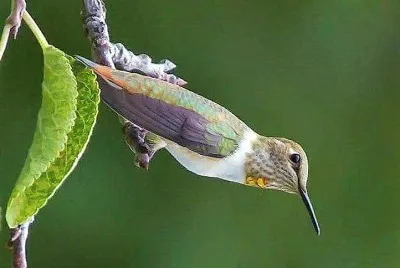 natural