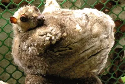 Colugo delle filippine