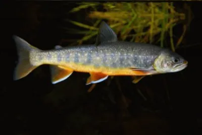 Salvelinus leucomaenis