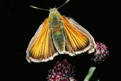 Thymelicus silvestris