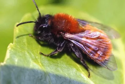 Andrena fulva