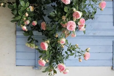flores