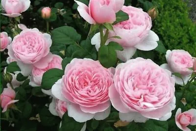 flores