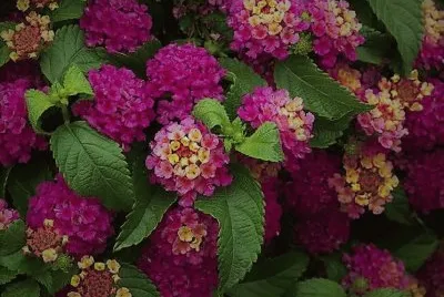 flores