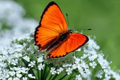 borboleta