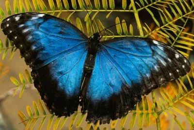 borboleta