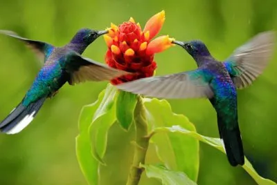 beija-flor