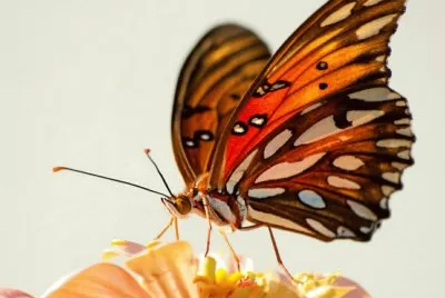 borboleta