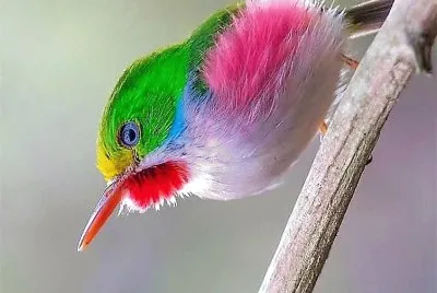 natural