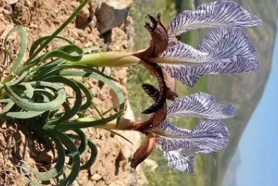 flores