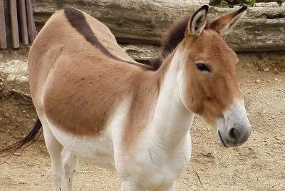 Kiang