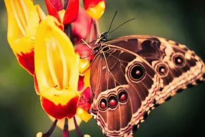 borboleta