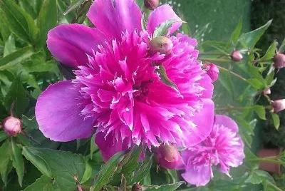 flores