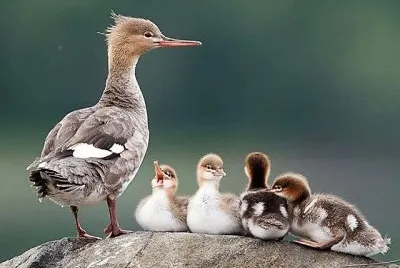 natural