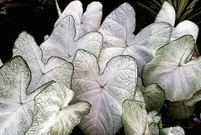 natural