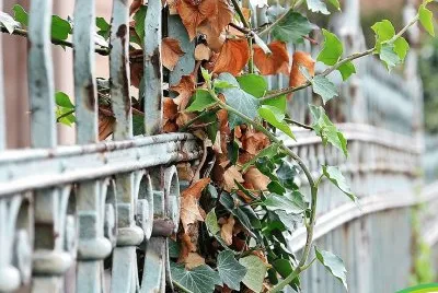 natural jigsaw puzzle