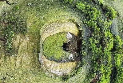 natural