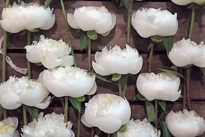 flores