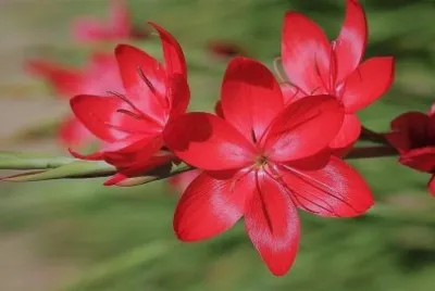flores