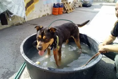 Dog up for adoption: Roy